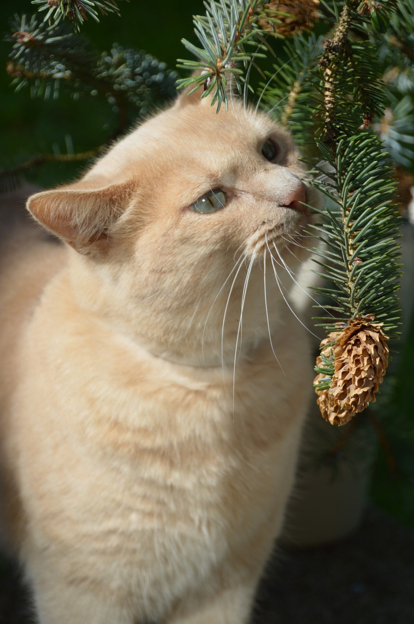 糖果猫，下载的魅力与乐趣深度探索