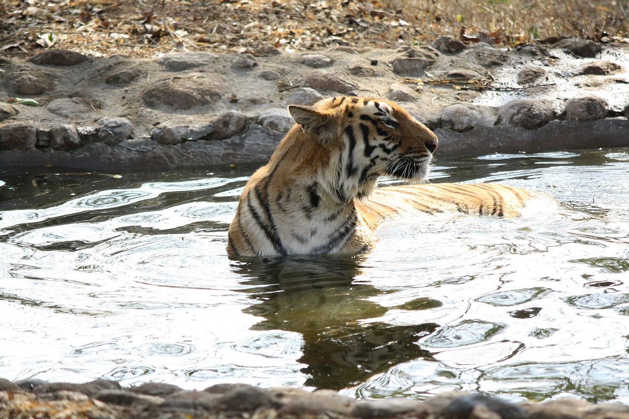 猫咪最新社区，猫奴的新天地探索